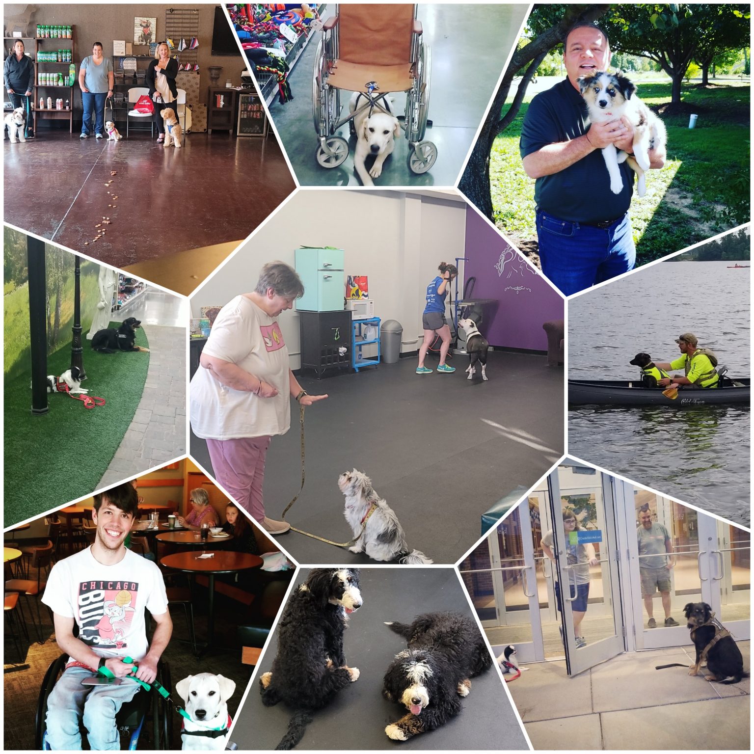 Young's Dog Training